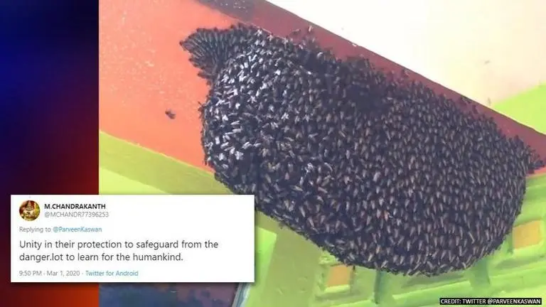 Video of bees syncing to create waves hits internet, netizens amused