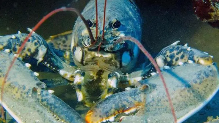 Blue Lobster