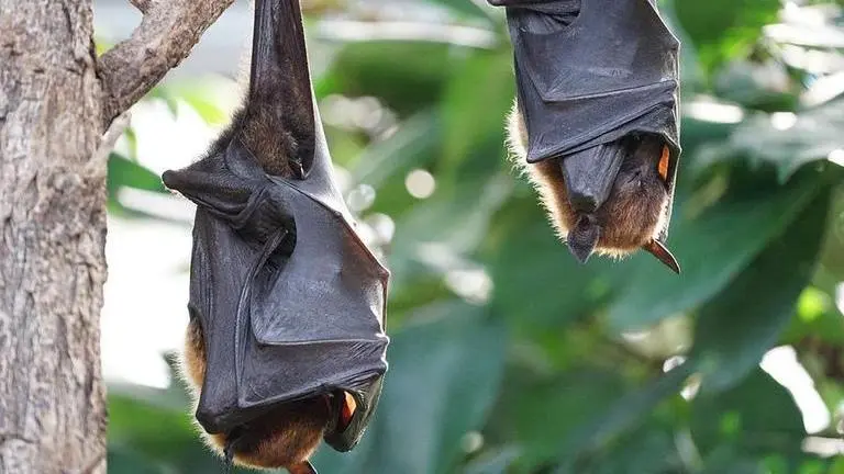 Meghalaya: Scientists discover India's first disk-footed bat near wildlife sanctuary Representative Image/ Credits: Pixabay