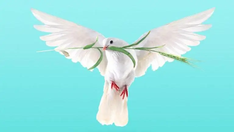 International Day of Peace quotes to share with your friends and loved ones international day of peace quotes
