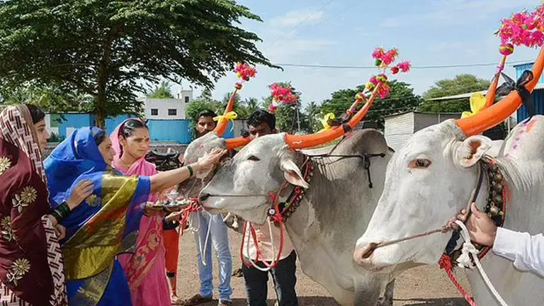 Bail Pola 2021: Greetings, celebrations, preparations, images; All you need to know Bail Pola 2021