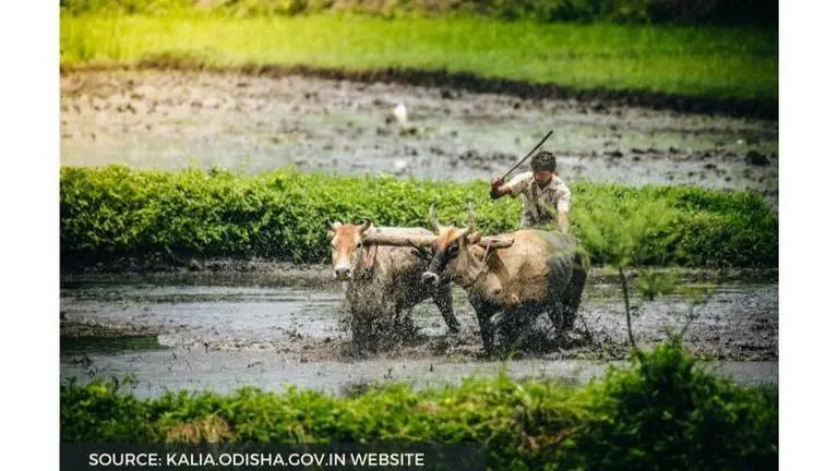 KALIA Yojana List: How to check list, KALIA Yojana Status and more Source: kalia.odisha.gov.in Website