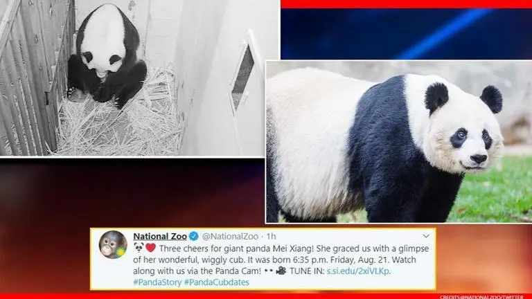 Smithsonian National Zoo's giant panda 'Beautiful Heart' Mei Xiang gives birth to a cub