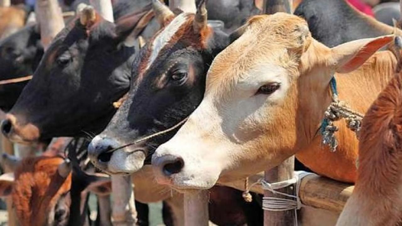 14 cattle found dead inside a house in Chhattisgarh