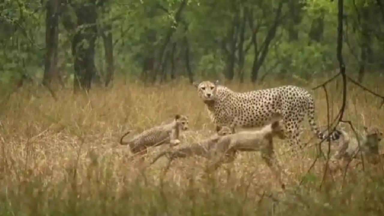 2 Cubs Born To African Cheetah Neerva Found Dead At Kuno; Mutilated Carcasses Recovered