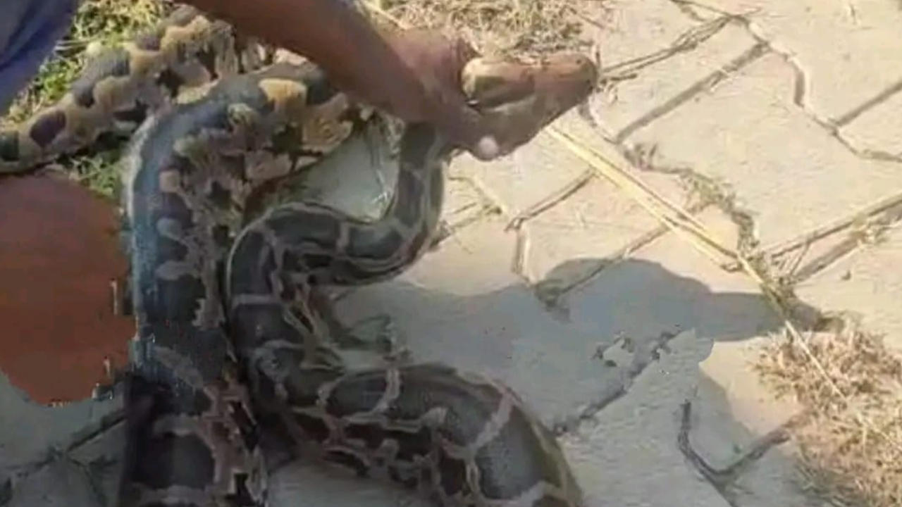 Man Dies Of Suffocation After Python He Kept Around Neck Tightens Grip