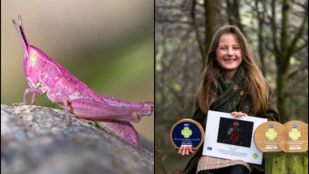 8-Year-Old Award-Winning Photographer Discovers Rare Pink Grasshopper in the UK8-Year-Old Award-Winning Photographer Discovers Rare Pink Grasshopper in the UK