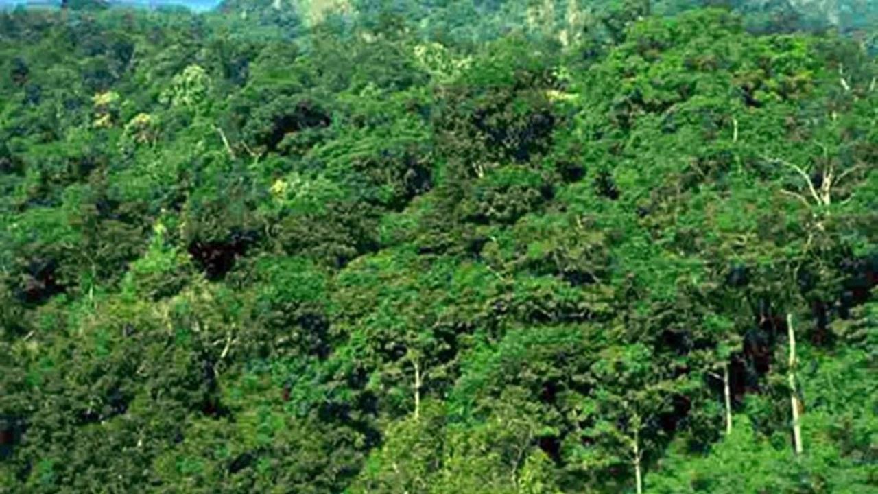 83 Sq Km Decrease in Assam's Forest Cover Between 2021-2023: ISFR