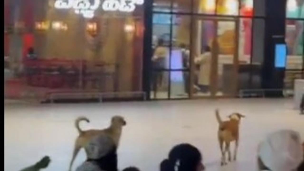 A recent video captured a pack of stray dogs roaming around Terminal 2 of Bangalore Airport. 