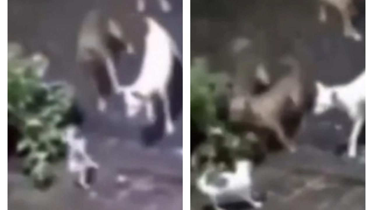 After a little while, the brave mother cat also fled, leaving netizens amazed!