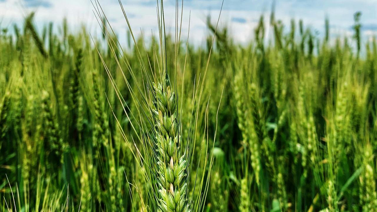 Agriculture biotechnologists: Agriculture biotechnologists play a crucial role in improving crop yields, pest resistance, and nutritional value