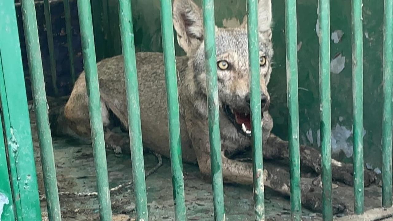 Two more girls injured in suspected wolf attacks in Bahraich