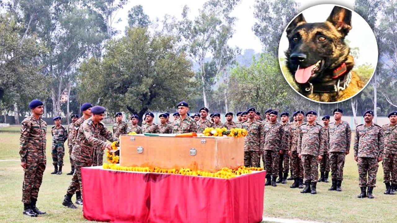 Army Dog Phantom