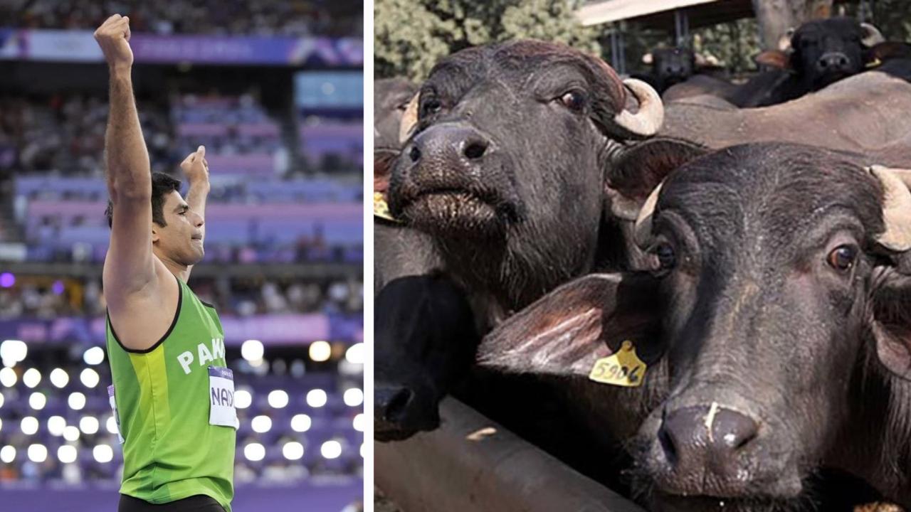 Arshad Nadeem gifted Buffalo by father-in-law