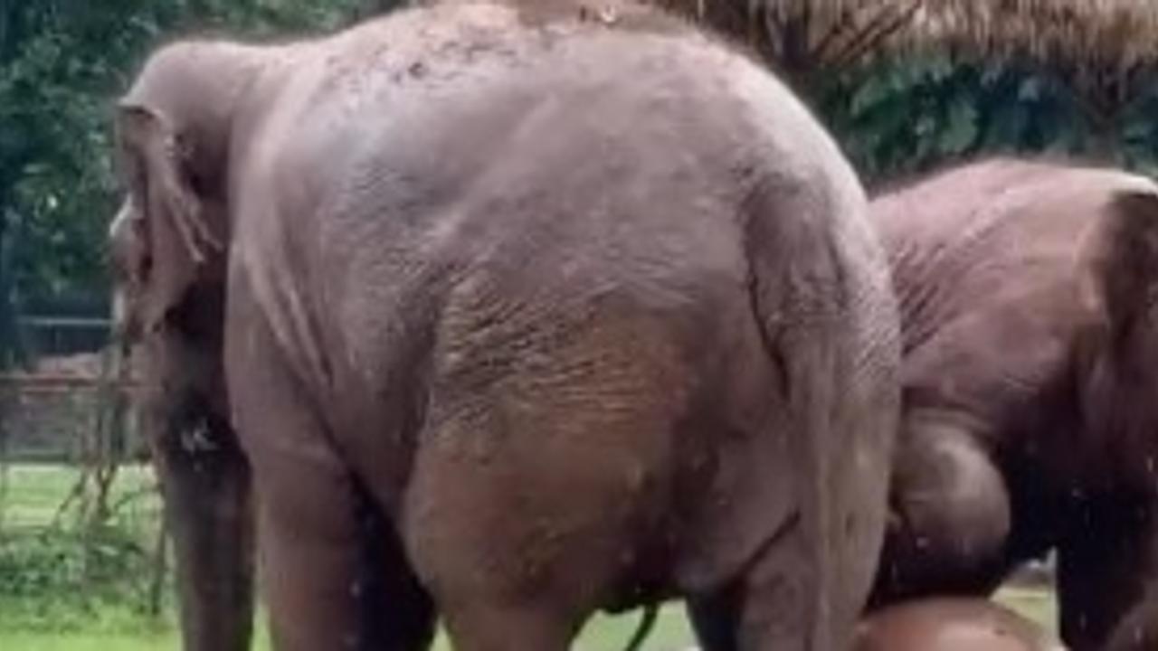 Baby Elephant playing football