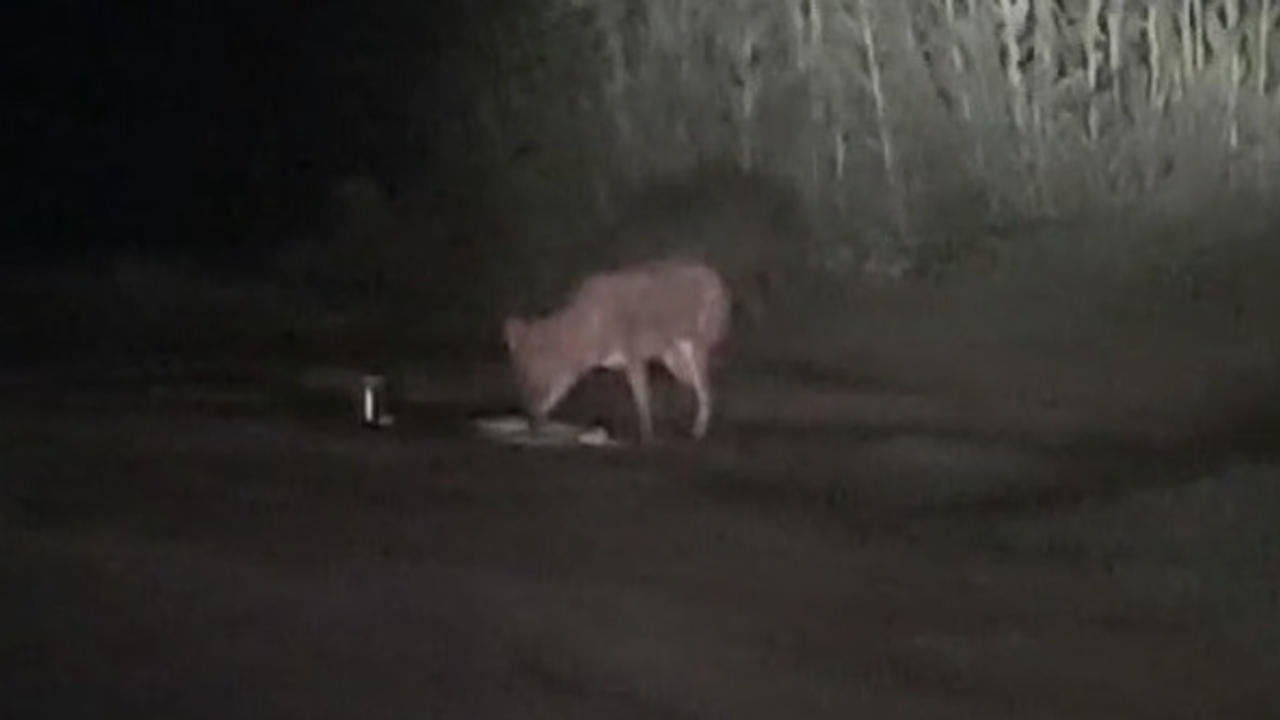 Wolf in Bahraich