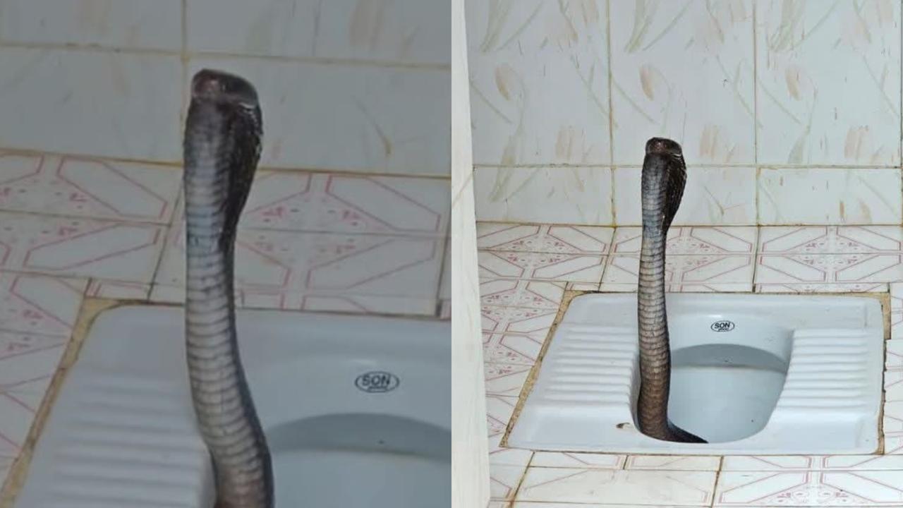 Cobra Found Inside Toilet in Rajasthan's Barmer District