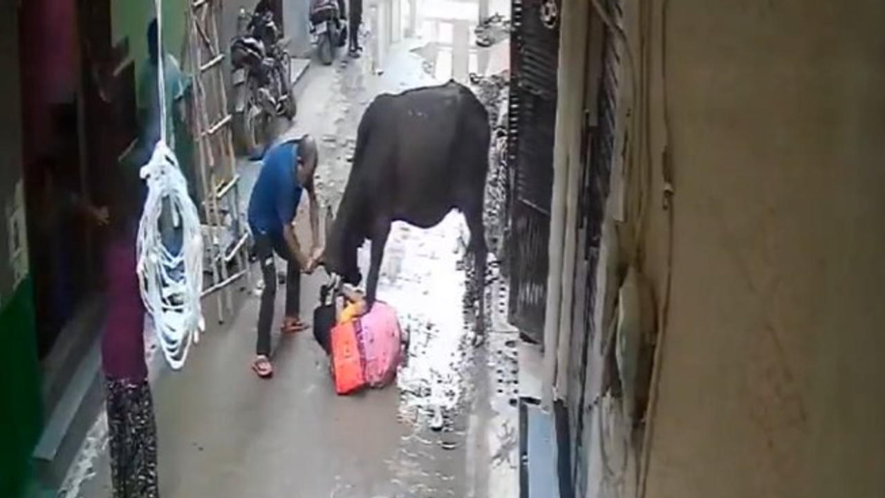 Bull Attack Woman in Delhi, Viral Video