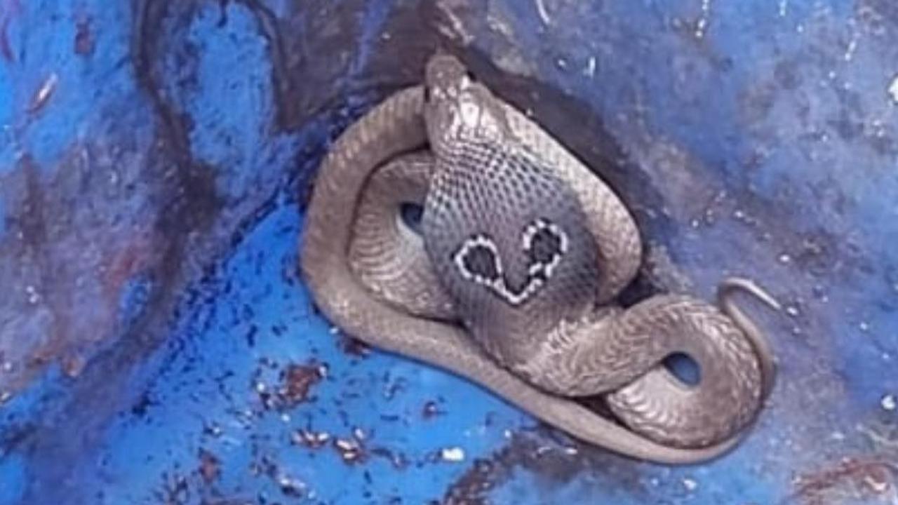 Cobra Spotted in Gaur City, Greater Noida: Security Team Successfully Captures Reptile | SEE PICS 