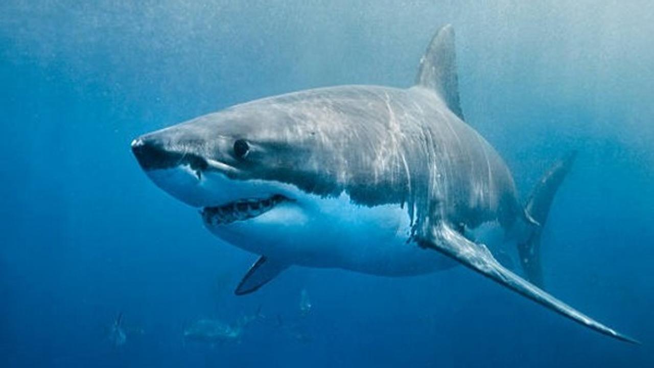 Cocaine Found in Sharks Off Brazil Coast