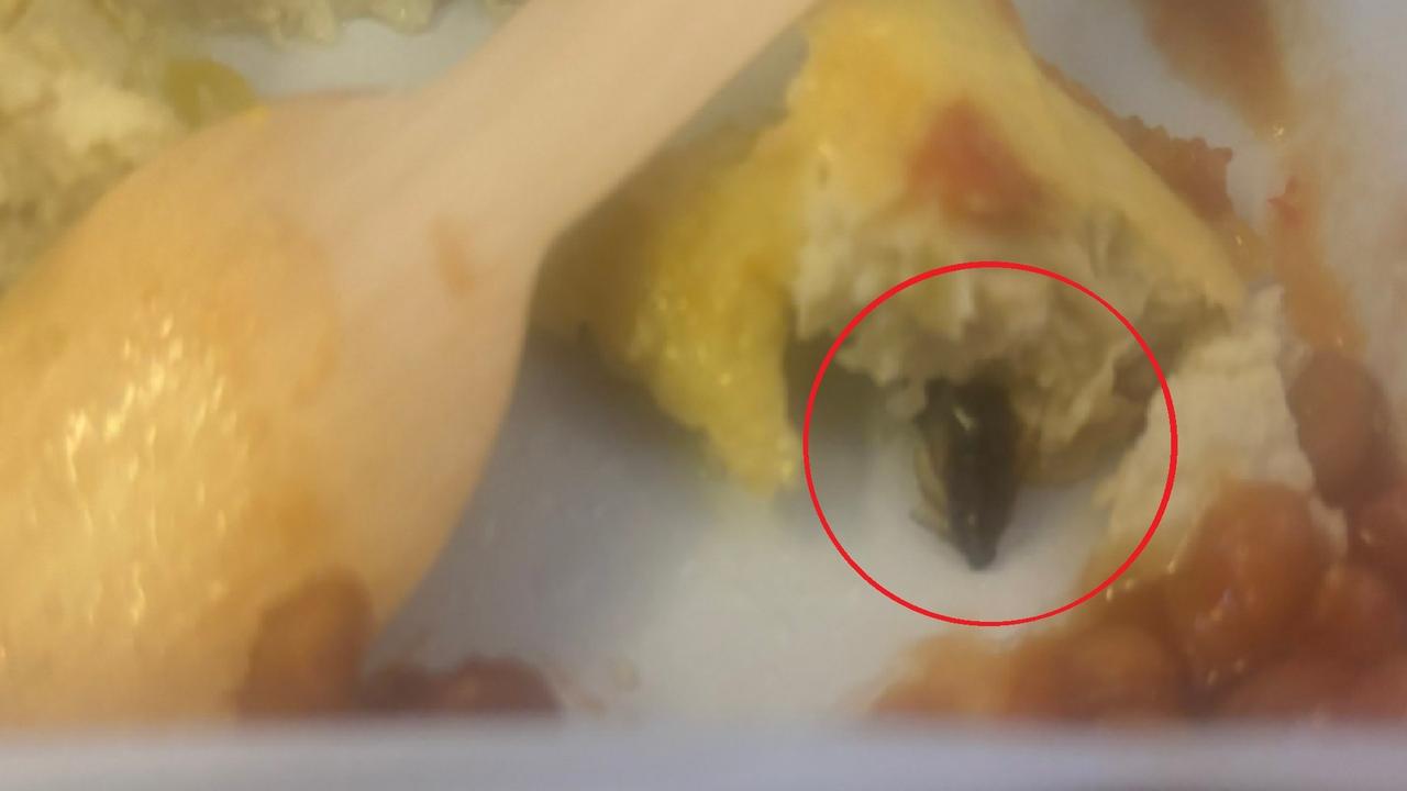 Cockroach in air india flight