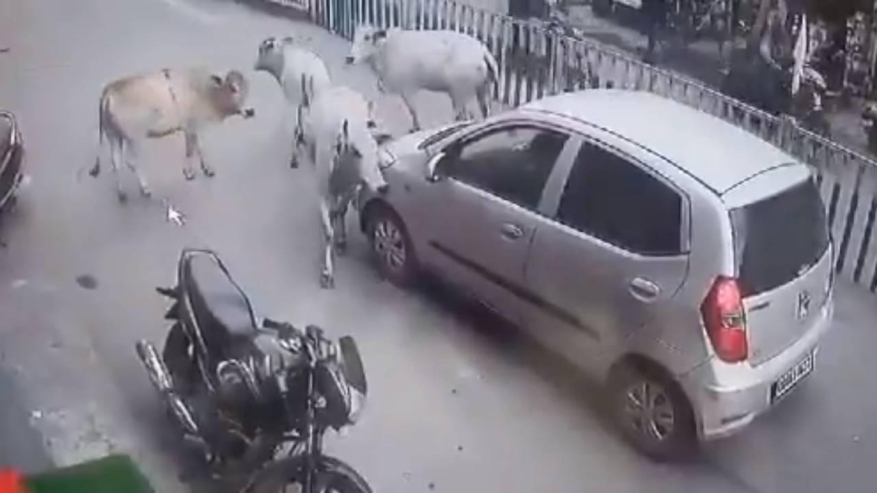 cow blocked a car after her calf was hit