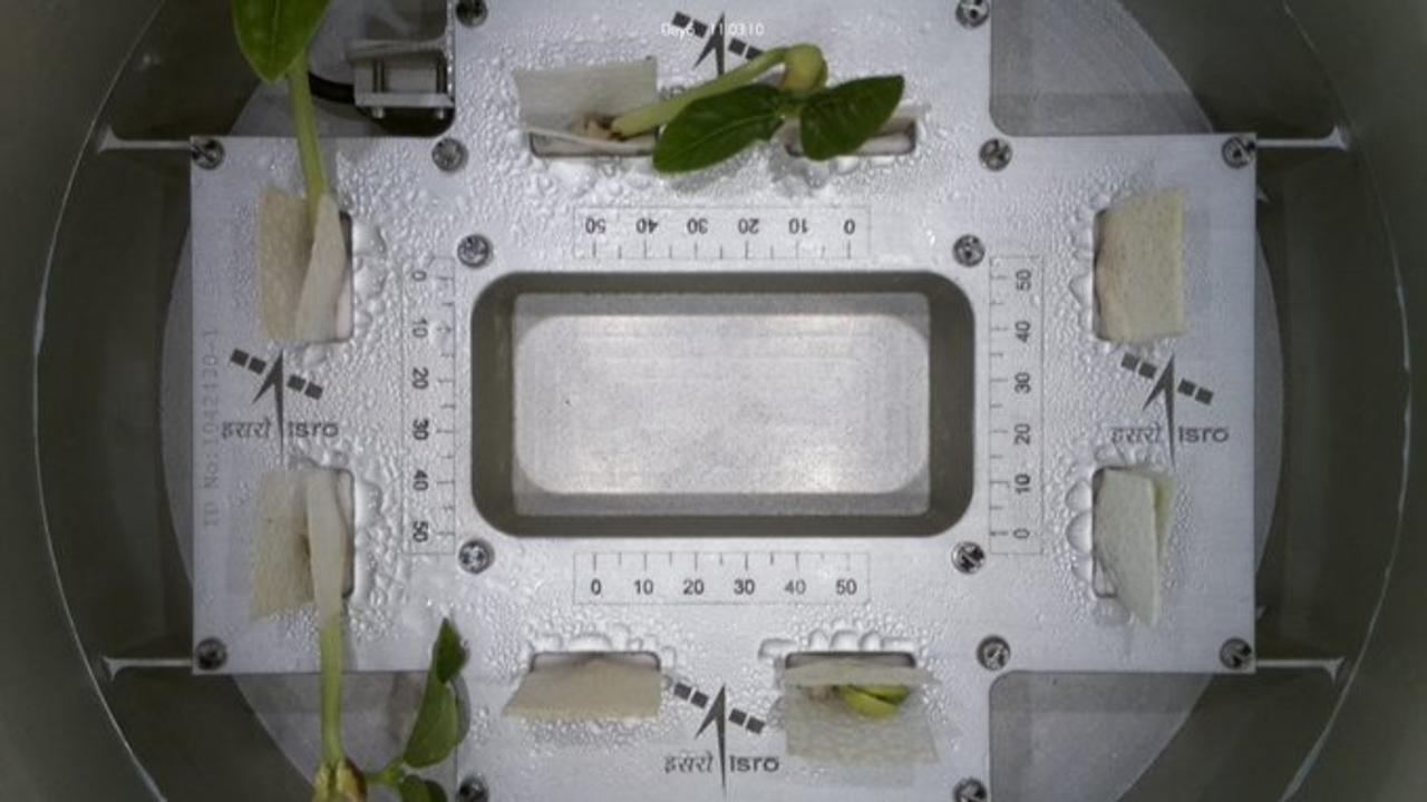 Cowpea sprouts, sent to space onboard the PSLV-C60 POEM-4 platform unveiled their first leaves in microgravity conditions.  