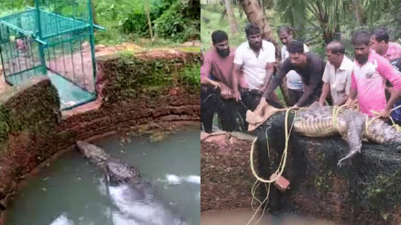 Crocodile Rescued From Well in Karnataka's Udupi