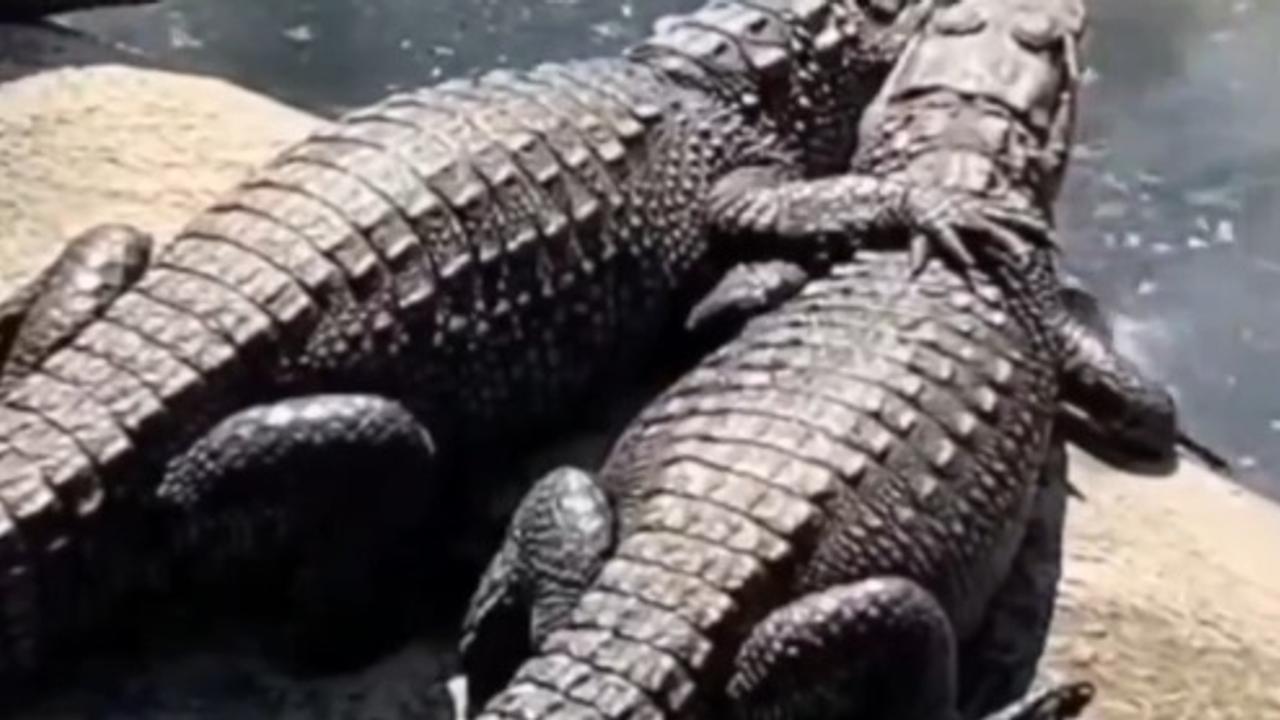 Crocodiles Hug each other