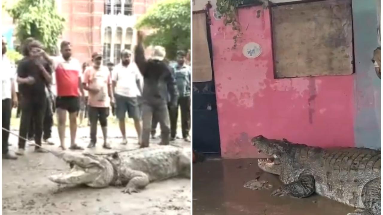 Crocodiles In Gujarat