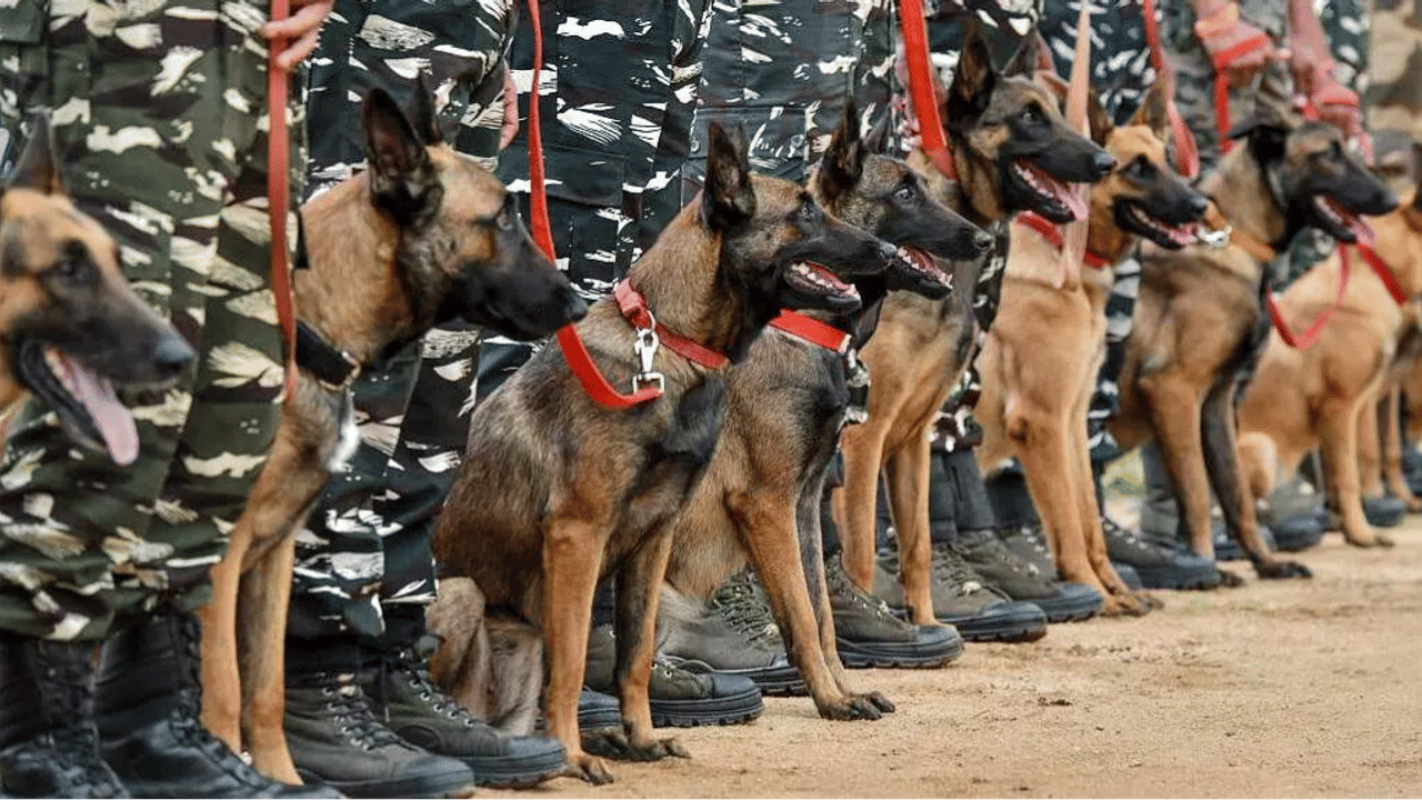 CRPF Introduces Online Service For Adopting Retired Sniffer and Assault Dogs