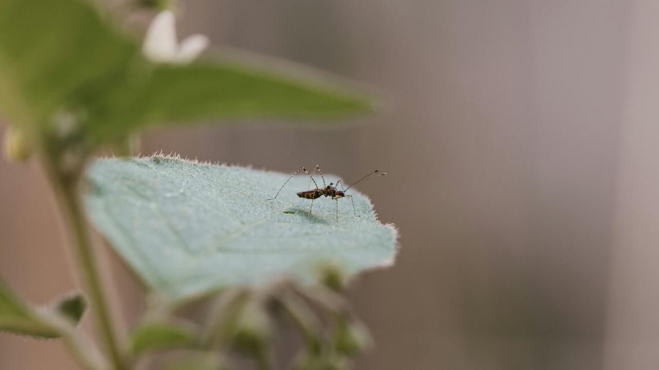 Delhi Witnesses Spike in Dengue Cases: 401 New Infections Reported in a Week