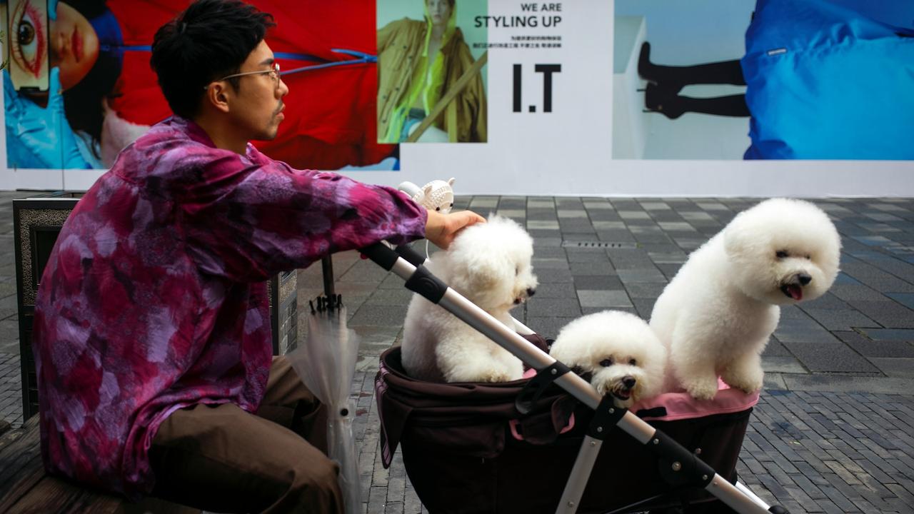 Dogs in China