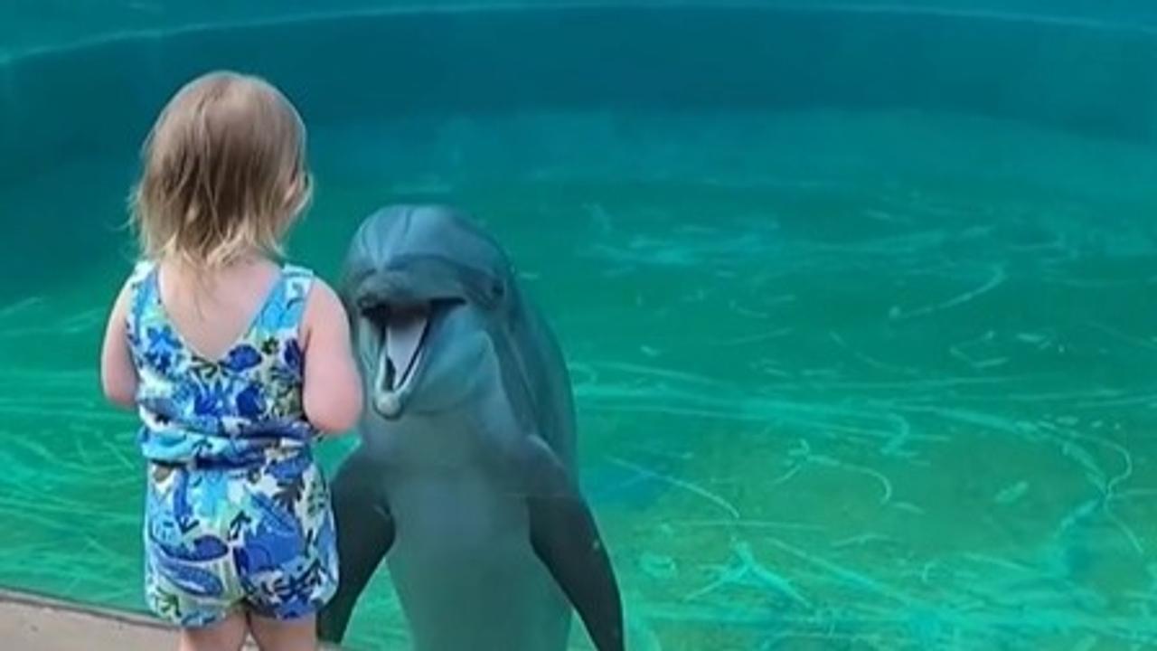 Dolphin Viral Video