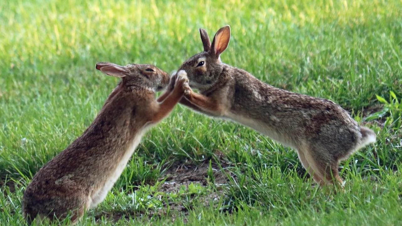 Rabbits Caught On Camera Trading Punches