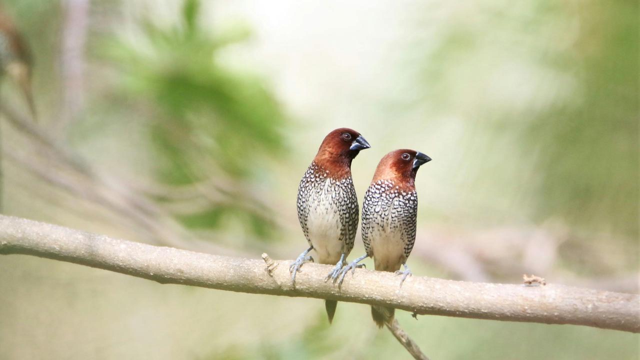 Finches