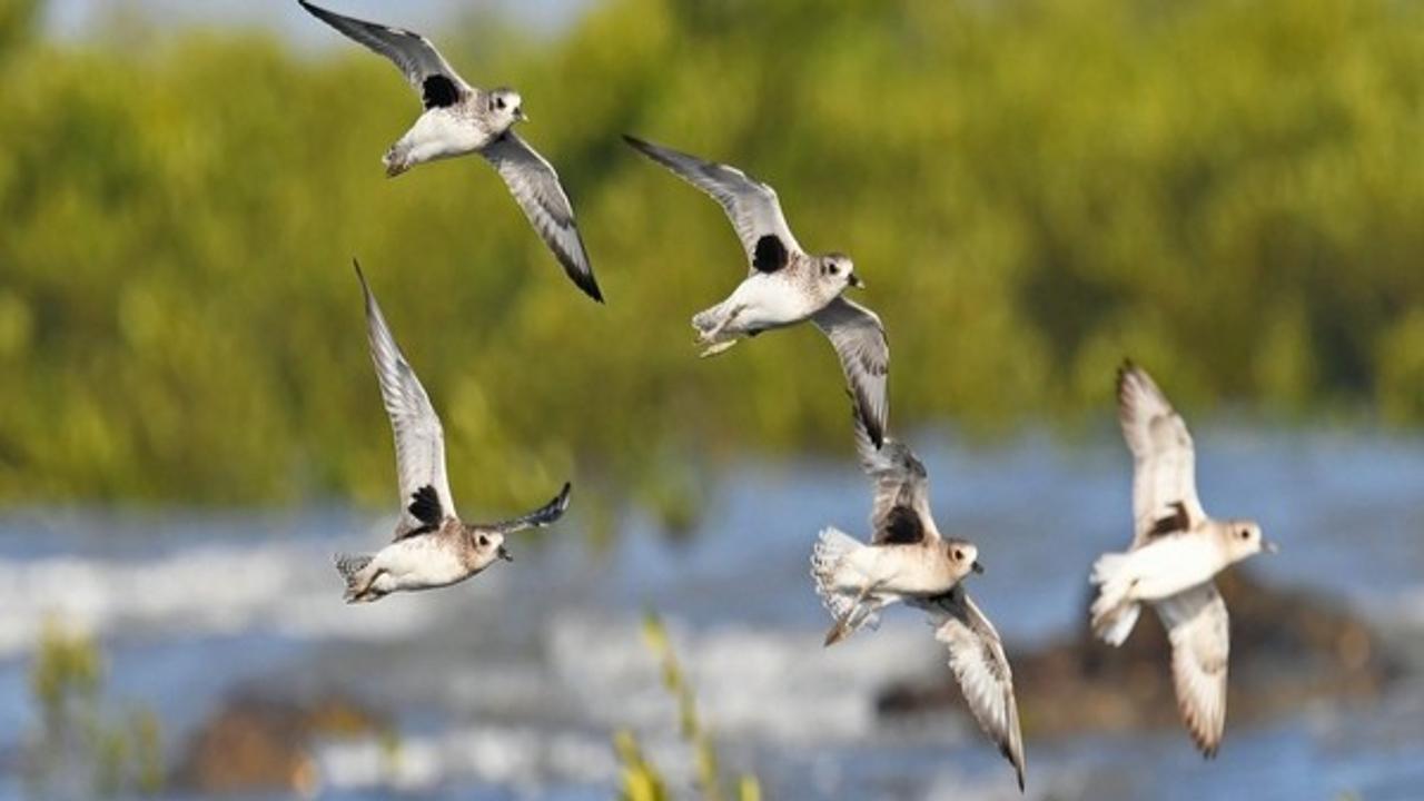 First ever census of coastal and wader birds to kick off on Jan 3 in Gujarat's Jamnagar