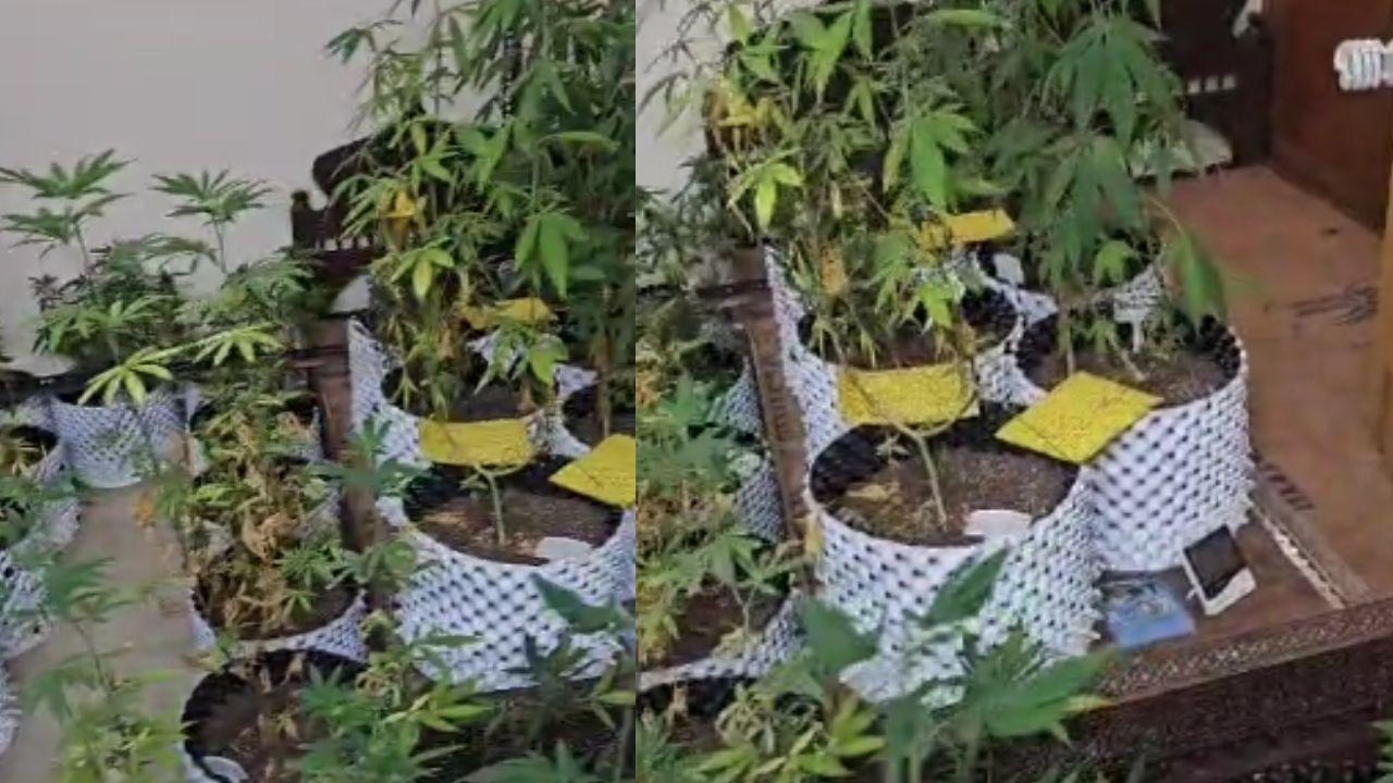 Ganja cultivation in flat