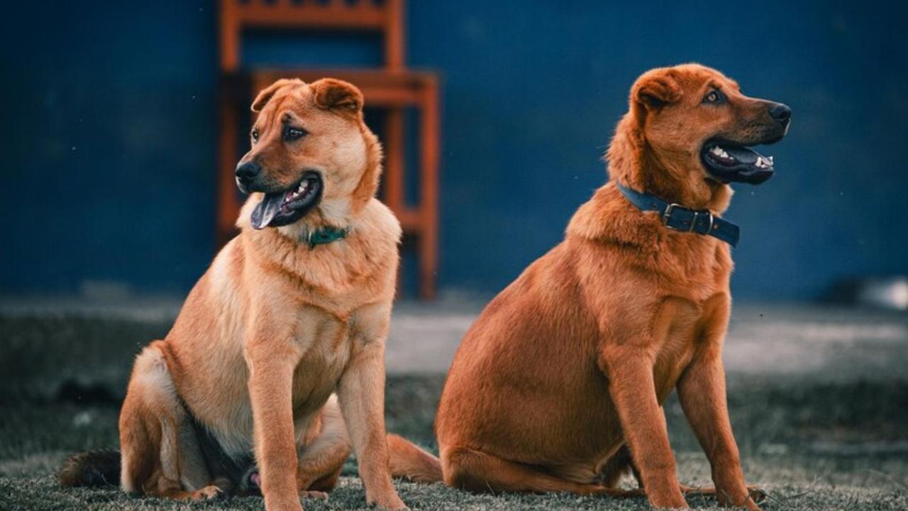 he canine, which had been entrusted to a family by their relatives for care, escaped and entered the house of their neighbour