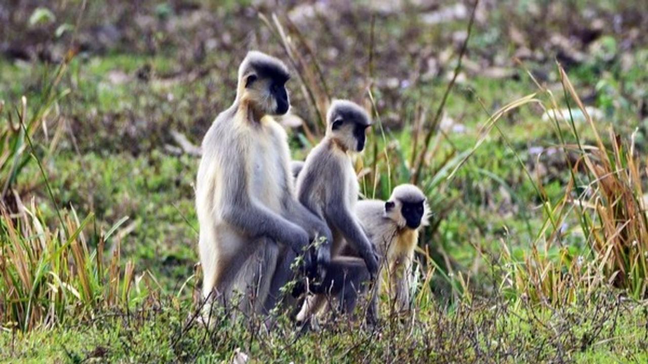 Golden Langur in Crisis as Habitat Loss and Road Fatalities Threaten Assam's Rare Primate