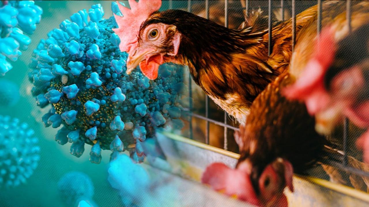 H5N1 Avian flu's risk to humans remain low, however, it has prompted a range of prepardness