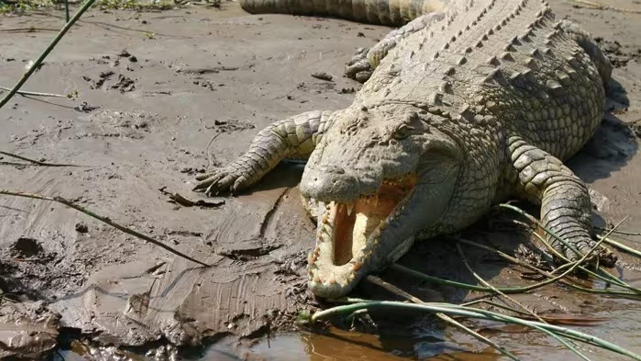 Henry: World's Oldest Crocodile