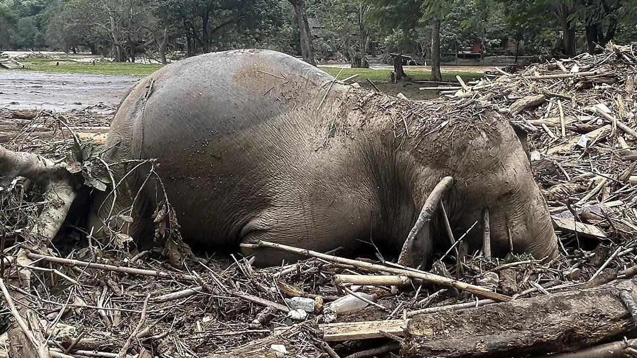 MP: Three-month-old rescued elephant calf dies