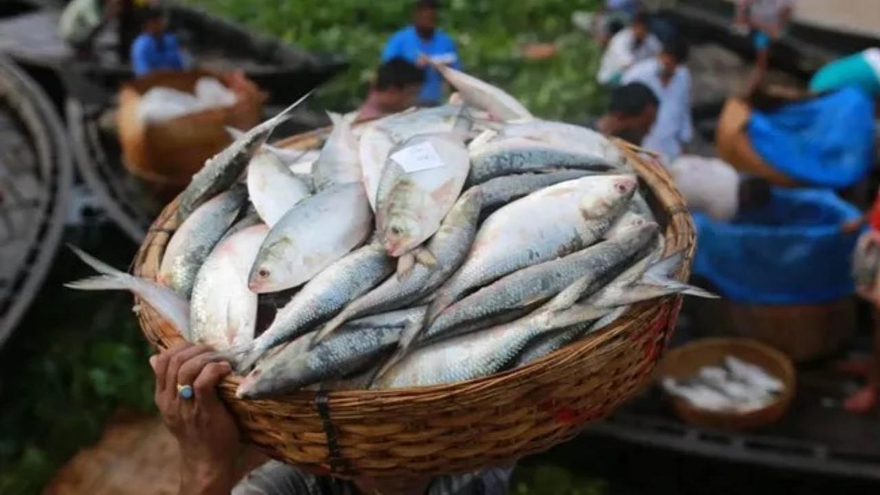  Hilsa fish