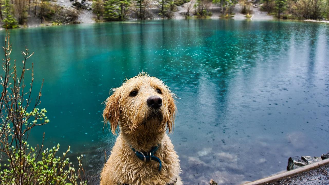 How to take care of your pets during monsoon travel?