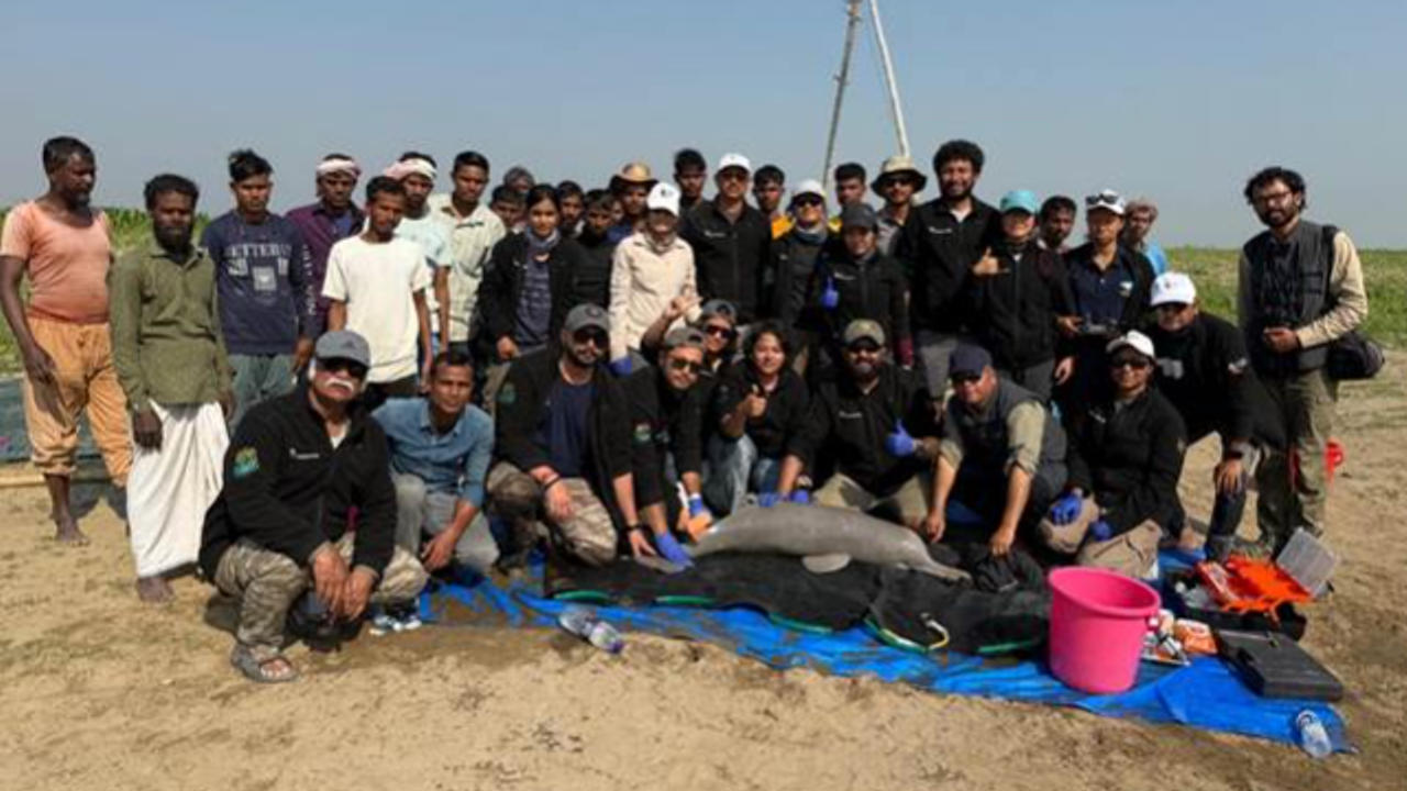 India Conducts First-ever Ganges River Dolphin Tagging In Assam