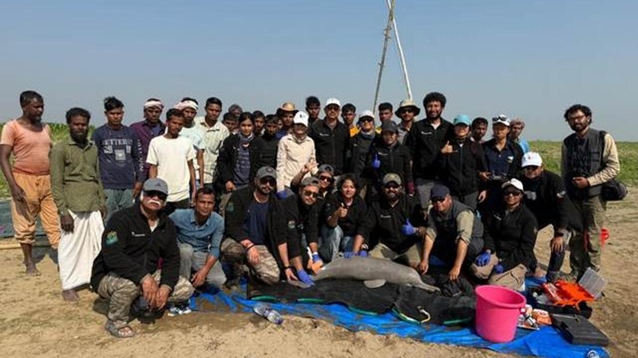 India Conducts First-ever Ganges River Dolphin Tagging In Assam