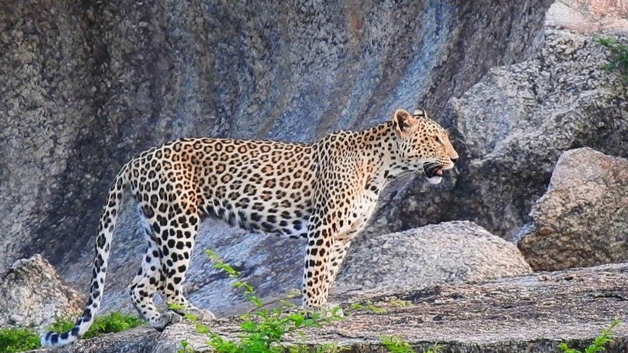 Leopard Strays into Residential Area in Alwar Creating Panic, Rescue Operation Takes 3 Hours