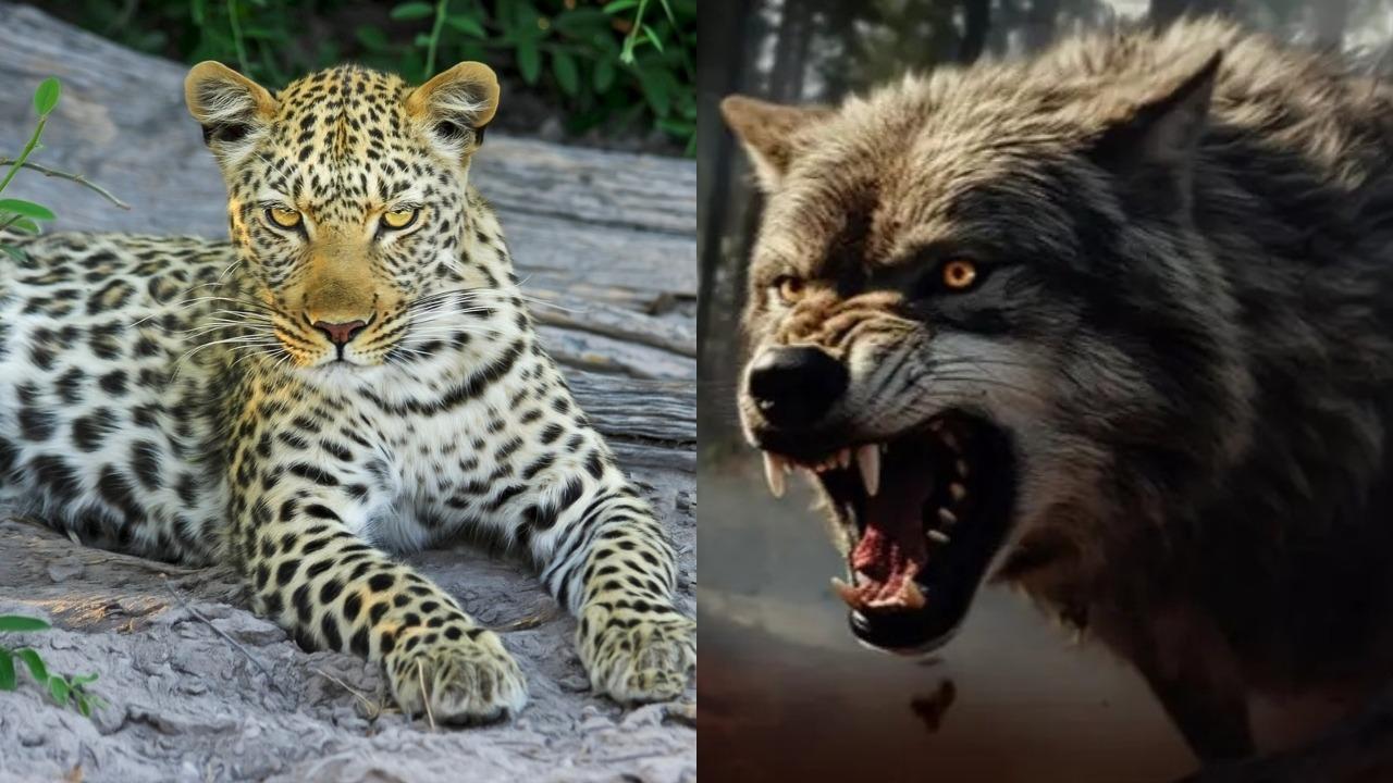 Leopard-and-wolf