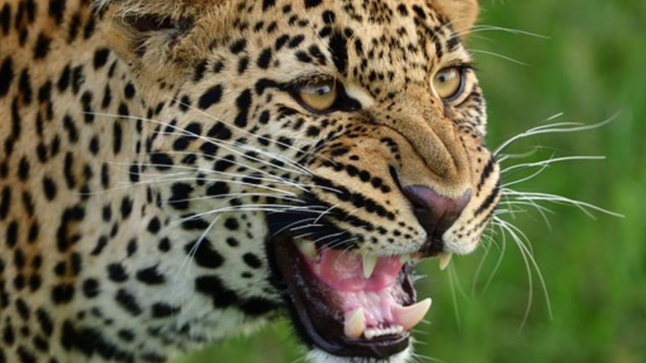 Leopard Hunts Down Blackbuck, 7 More Die in Shock